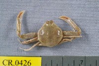 藏品(長螯拳蟹)的圖片